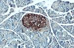 C-Peptide Antibody in Immunohistochemistry (Paraffin) (IHC (P))