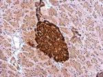 C-Peptide Antibody in Immunohistochemistry (Paraffin) (IHC (P))