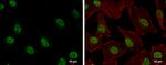 H3K27me3 Antibody in Immunocytochemistry (ICC/IF)