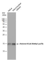 H3K79me2 Antibody in Western Blot (WB)