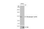 Phospho-FAK (Tyr397) Antibody in Western Blot (WB)