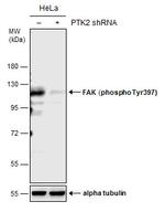 Phospho-FAK (Tyr397) Antibody in Western Blot (WB)