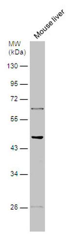 HTR2B Antibody in Western Blot (WB)