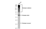 Rhodopsin Antibody in Western Blot (WB)