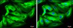 beta-3 Tubulin Antibody in Immunocytochemistry (ICC/IF)