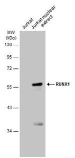 RUNX1 Antibody in Western Blot (WB)