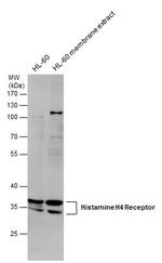 HRH4 Antibody in Western Blot (WB)