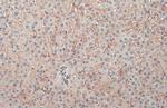 COL4A1 Antibody in Immunohistochemistry (Paraffin) (IHC (P))