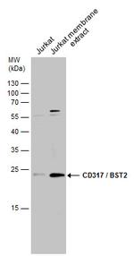 BST-2 Antibody in Western Blot (WB)