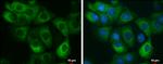 AGR2 Antibody in Immunocytochemistry (ICC/IF)