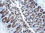 AGR2 Antibody in Immunohistochemistry (Paraffin) (IHC (P))