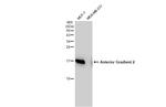 AGR2 Antibody in Western Blot (WB)