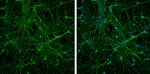 beta-3 Tubulin Antibody in Immunocytochemistry (ICC/IF)