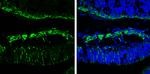 beta-3 Tubulin Antibody in Immunohistochemistry (Frozen) (IHC (F))