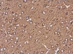 beta-3 Tubulin Antibody in Immunohistochemistry (Paraffin) (IHC (P))