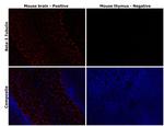 beta-3 Tubulin Antibody in Immunohistochemistry (Paraffin) (IHC (P))