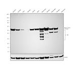 beta-3 Tubulin Antibody in Western Blot (WB)