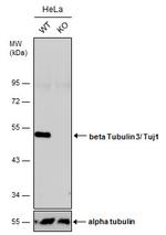 beta-3 Tubulin Antibody in Western Blot (WB)