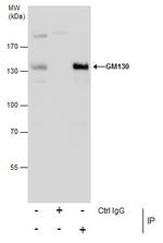 GM130 Antibody in Immunoprecipitation (IP)