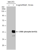 Phospho-CREB (Ser133) Antibody in Western Blot (WB)