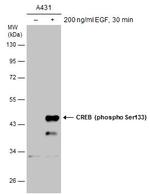 Phospho-CREB (Ser133) Antibody in Western Blot (WB)