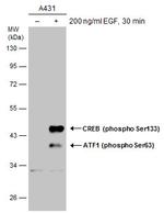 Phospho-CREB (Ser133) Antibody in Western Blot (WB)