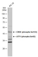 Phospho-CREB (Ser133) Antibody in Western Blot (WB)