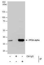 PP2A alpha Antibody in Immunoprecipitation (IP)