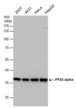 PP2A alpha Antibody in Western Blot (WB)