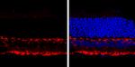 PKC alpha Antibody in Immunohistochemistry (Frozen) (IHC (F))