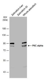 PKC alpha Antibody in Western Blot (WB)