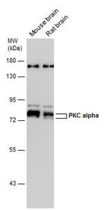 PKC alpha Antibody in Western Blot (WB)