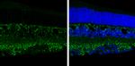 PKC alpha Antibody in Immunohistochemistry (Frozen) (IHC (F))