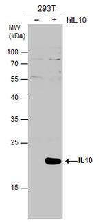 IL-10 Antibody in Western Blot (WB)