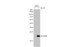 IL-10 Antibody in Western Blot (WB)