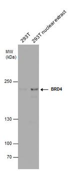 BRD4 Antibody in Western Blot (WB)