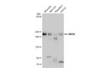 BRD4 Antibody in Western Blot (WB)