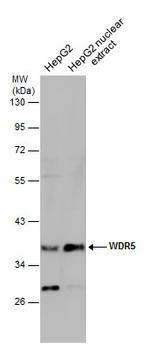 WDR5 Antibody in Western Blot (WB)