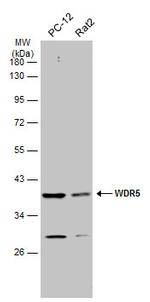 WDR5 Antibody in Western Blot (WB)