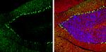 Calbindin D28K Antibody in Immunohistochemistry (Frozen) (IHC (F))