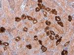 Calbindin D28K Antibody in Immunohistochemistry (Paraffin) (IHC (P))