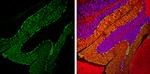 Calbindin D28K Antibody in Immunohistochemistry (Frozen) (IHC (F))