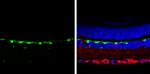 Calbindin D28K Antibody in Immunohistochemistry (Paraffin) (IHC (P))