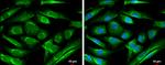 ATL1 Antibody in Immunocytochemistry (ICC/IF)