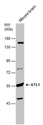 ATL1 Antibody in Western Blot (WB)