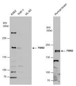 FMN2 Antibody in Western Blot (WB)