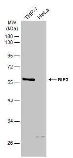 RIP3 Antibody in Western Blot (WB)