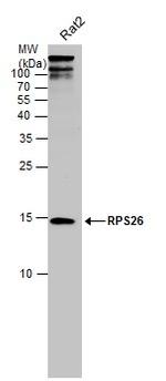 RPS26 Antibody in Western Blot (WB)
