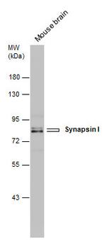 Synapsin 1 Antibody in Western Blot (WB)