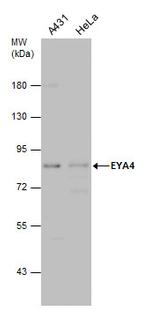 EYA4 Antibody in Western Blot (WB)